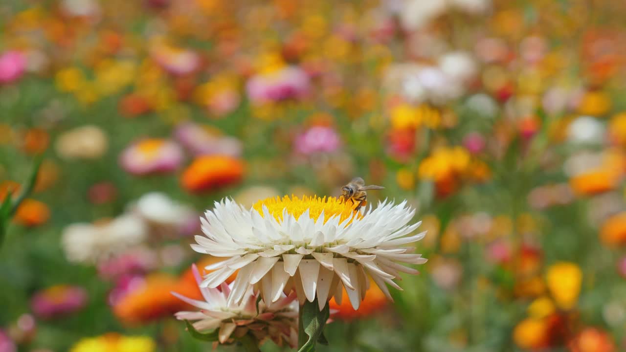 蜜蜂在野花草地上采蜜，视频素材