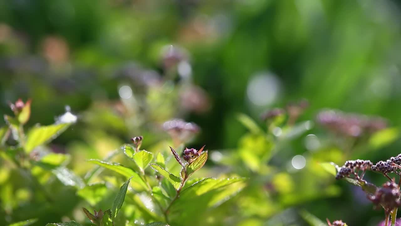 阳光下的绿叶和粉红色的花视频下载