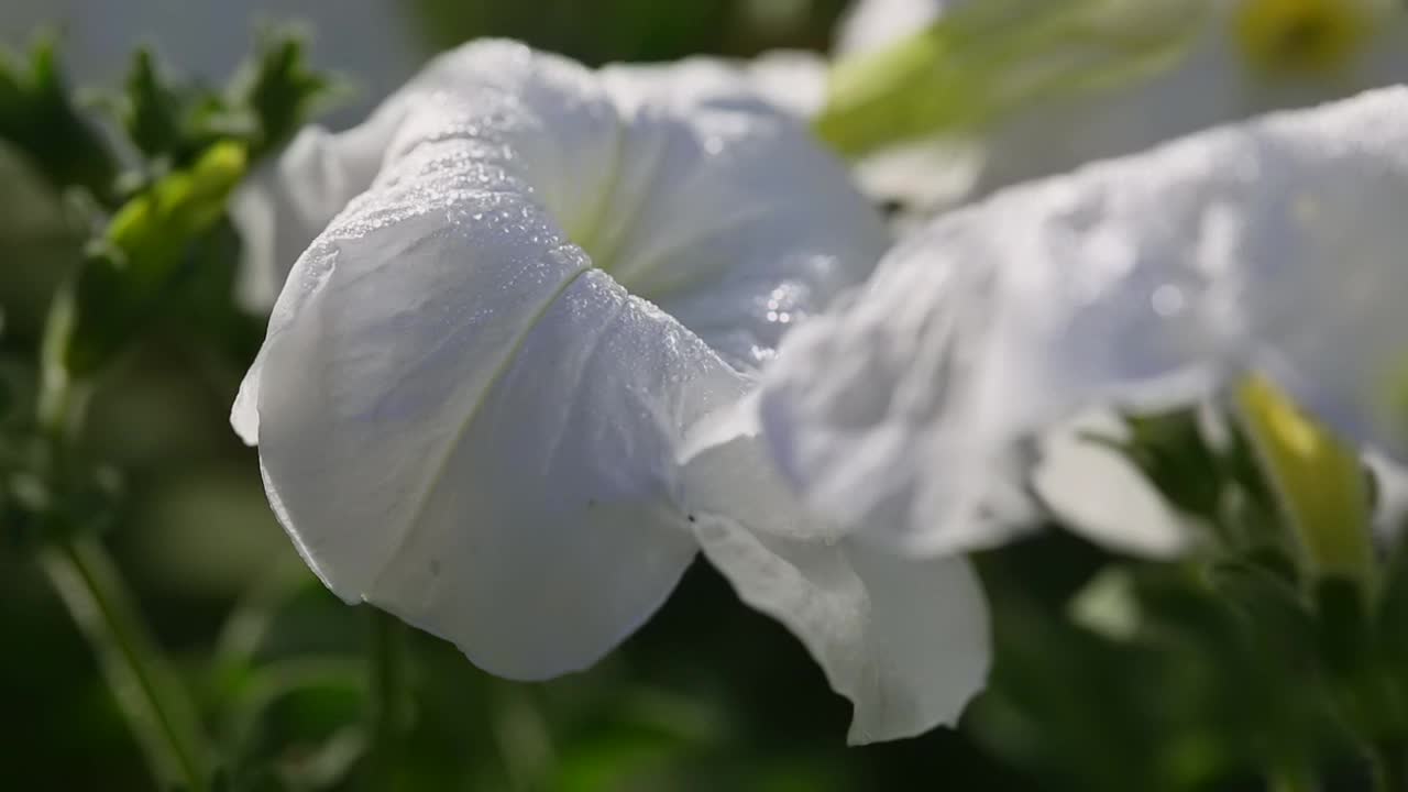 白花在阳光下的特写视频素材