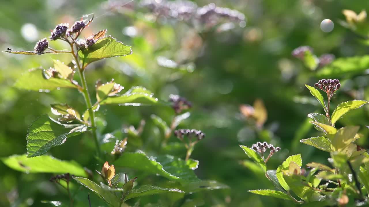 阳光下的绿叶和嫩芽视频素材