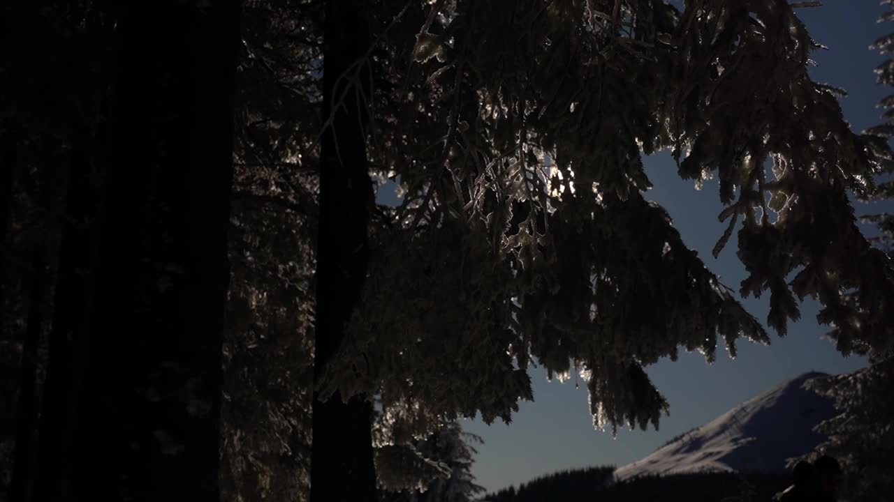 常青树和冬天的山景。戈尔甘尼山脉在冬季。喀尔巴阡山脉，乌克兰视频素材