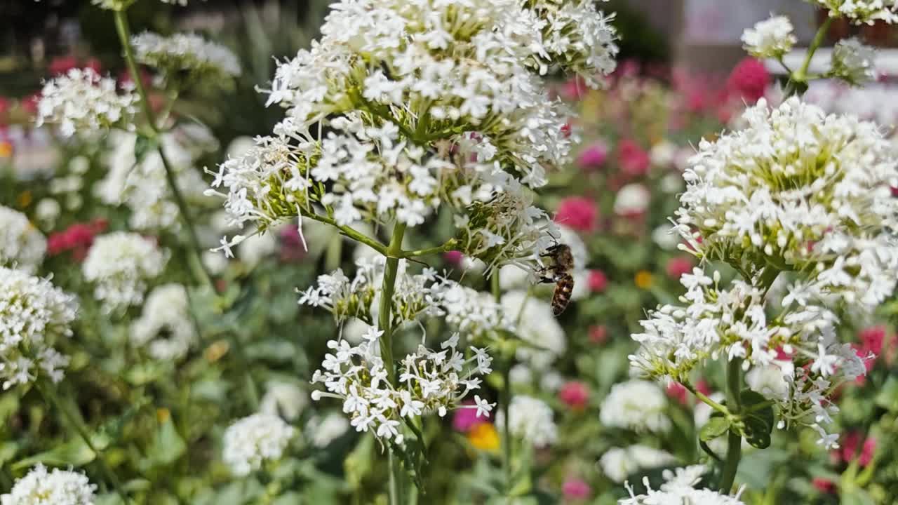 蜜蜂飞近一朵花视频素材