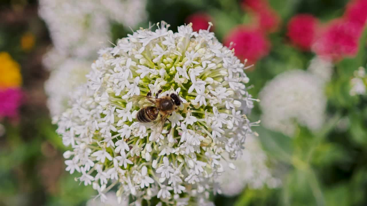 一朵花上的蜜蜂视频素材