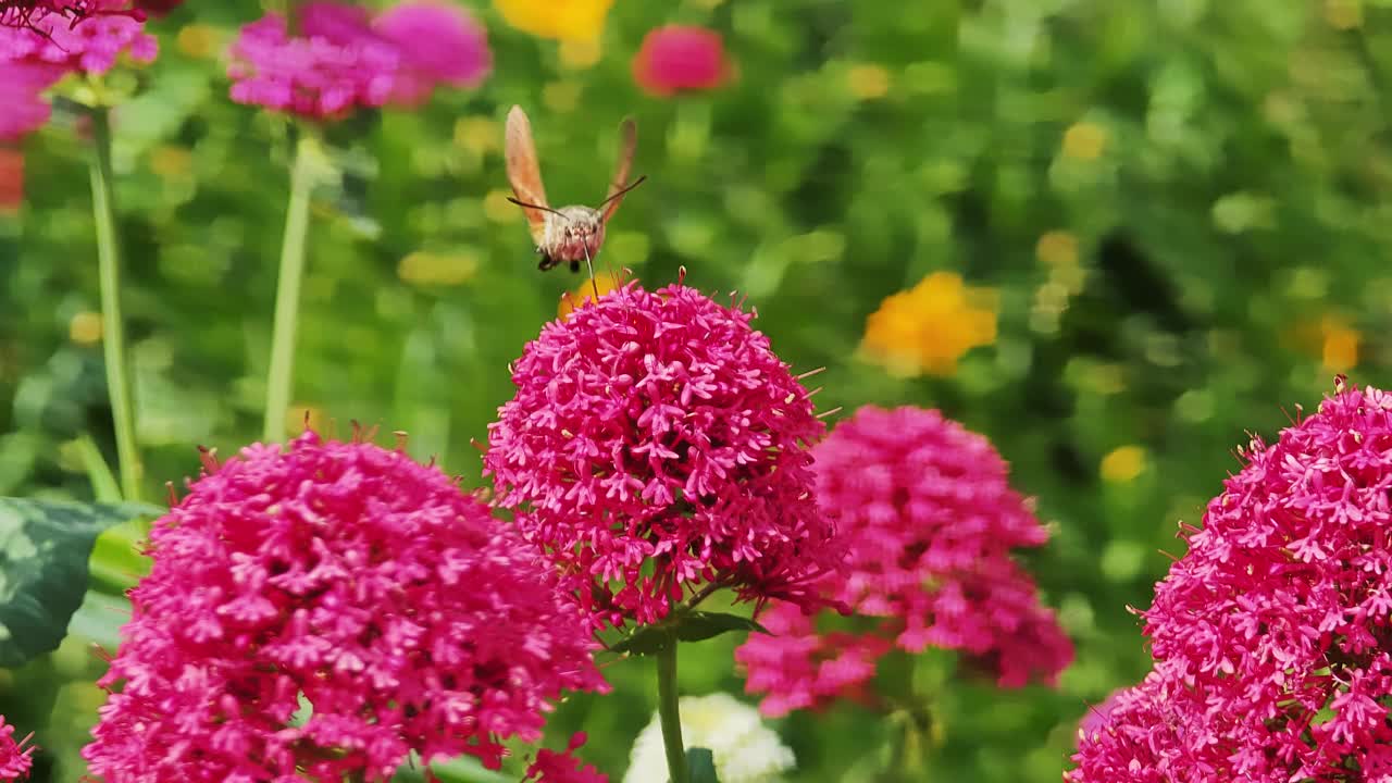 鹰蛾喝花蜜视频素材