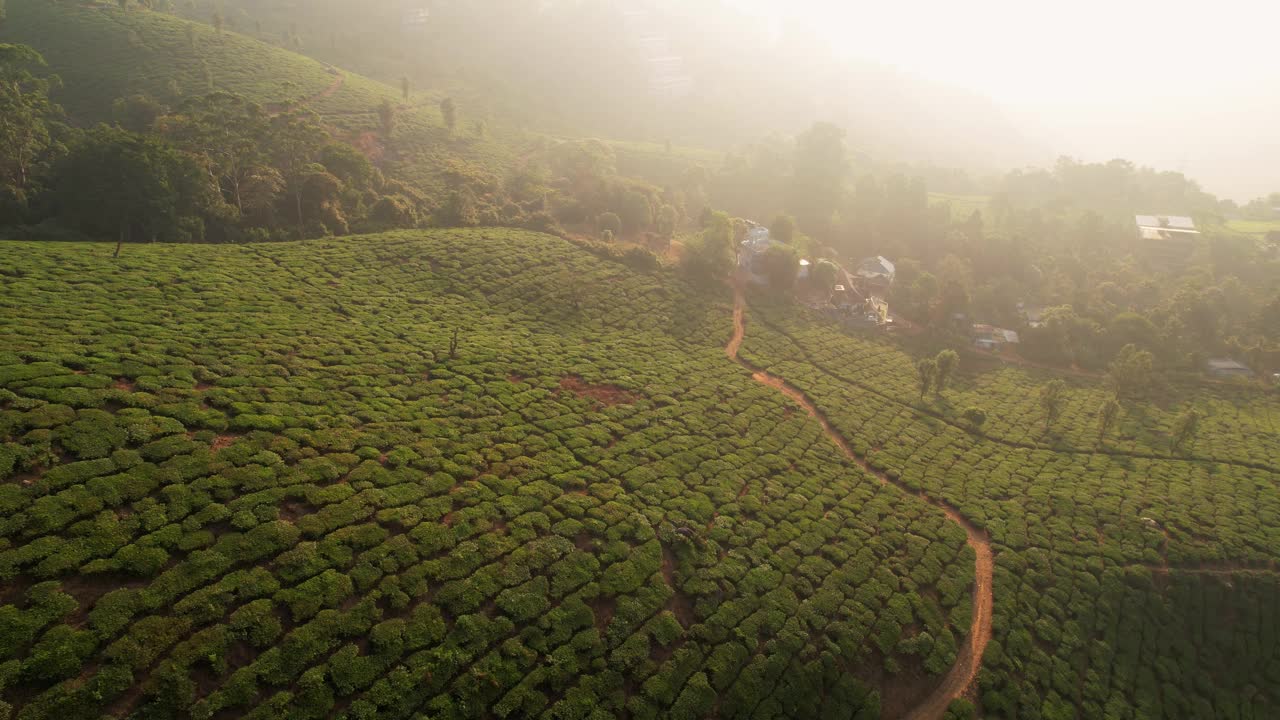 日出时印度穆纳尔山上的茶园鸟瞰图。清晨的绿茶梯田。茶叶种植视频素材