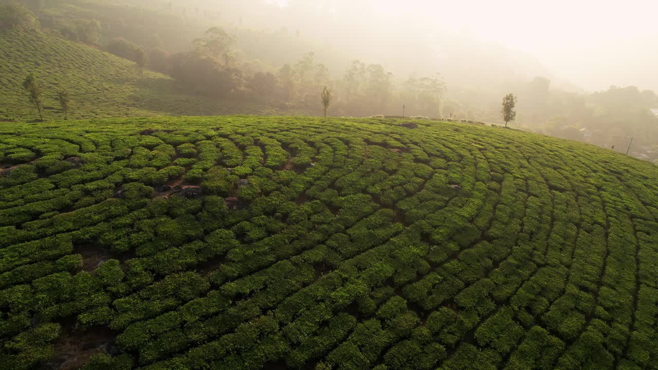 印度穆纳尔丘陵高地的绿茶种植园，鸟瞰图。农村传统村落的茶园梯田、农业农田。视频素材