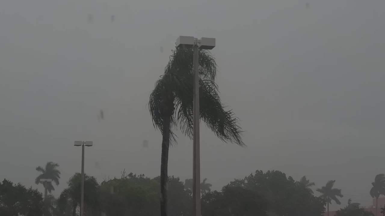 暴雨落在一棵棕榈树- 4K库存视频视频下载