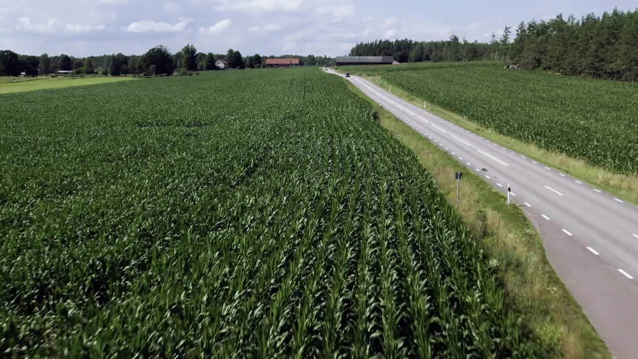 飞过公路旁的玉米田，汽车驶过视频下载