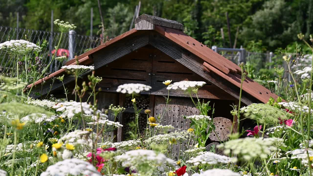 一个有野花的木制昆虫屋。瑞士公园里的虫子旅馆里有植物。视频下载