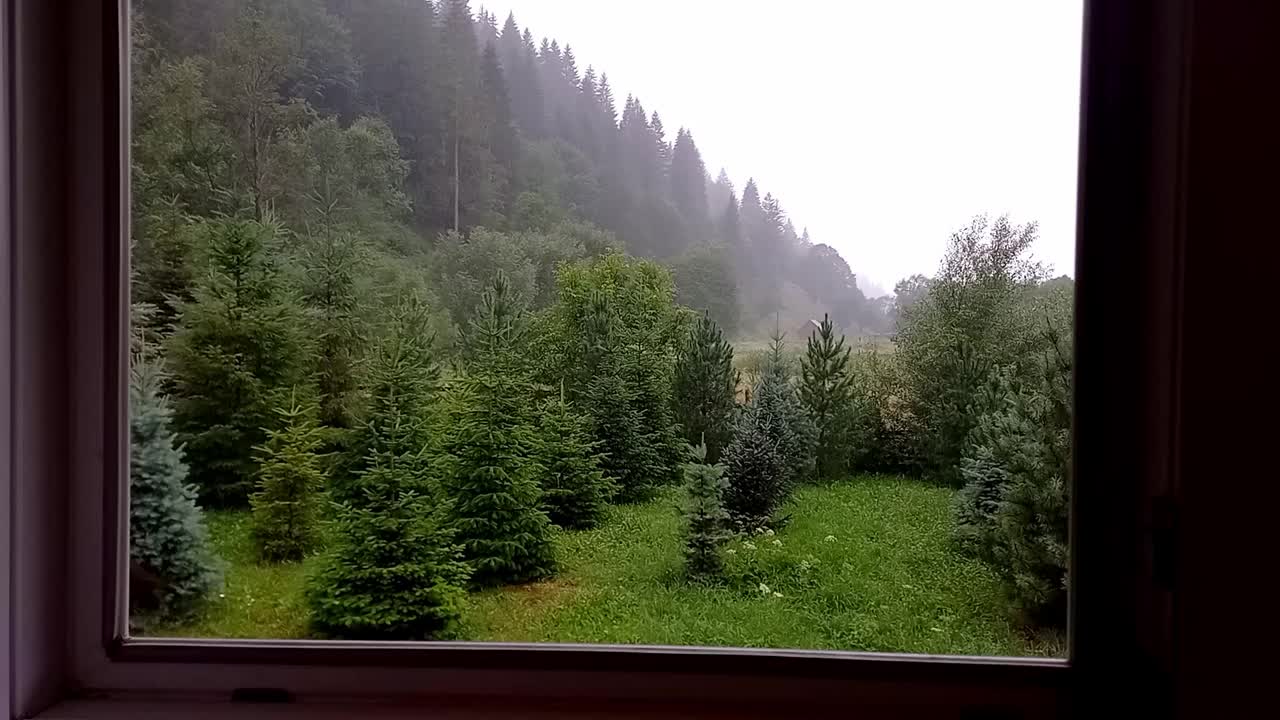 景观。从打开的窗户看到针叶林，山在雾中，雨。天气平静，夏天下雨。在乡村休息。乌克兰喀尔巴阡山脉。视频下载