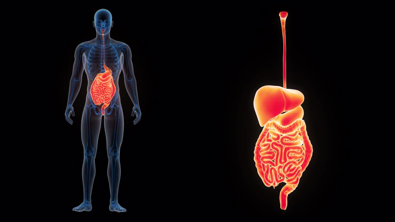 人体消化系统解剖动画概念视频下载