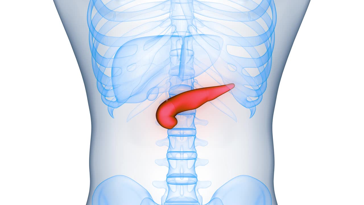 人体内脏胰腺解剖动画概念视频下载