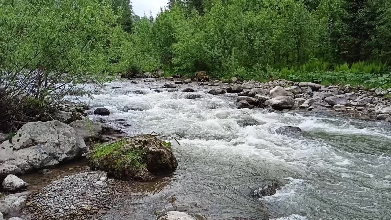 在一个阴天，一条浅而湍急的河流从山上流下，穿过一片夏日森林，岩石岸边长满了茂密的灌木丛。视频下载