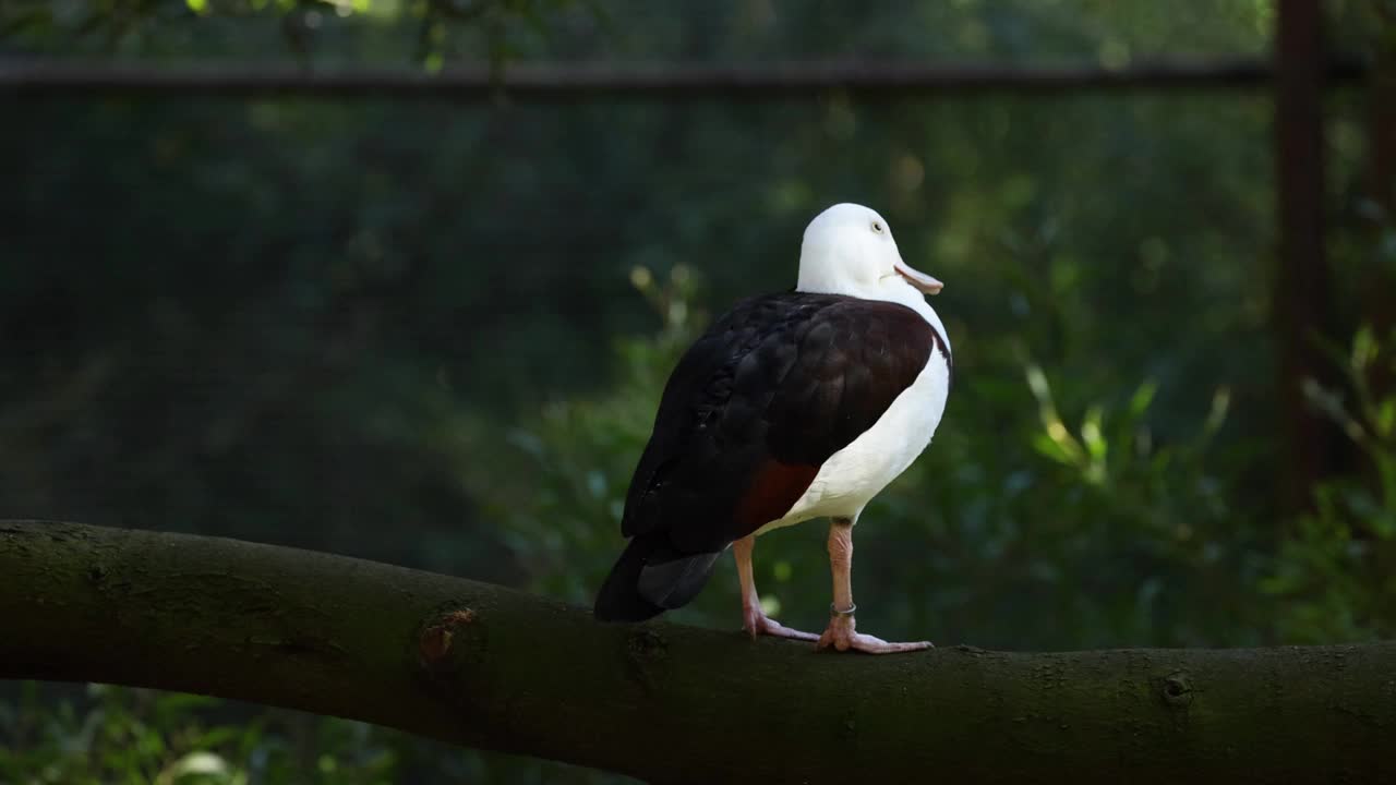 Radjah Shelduck在墨尔本动物园视频素材