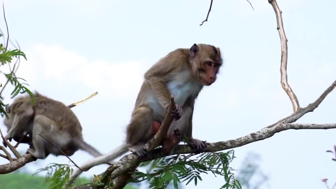 在树上的Macaca fascicularis (Monyet kra, kera ekor panjang, Monyet ekor panjang，长尾猕猴，Monyet pemakan kepiting，食蟹猴)。视频下载