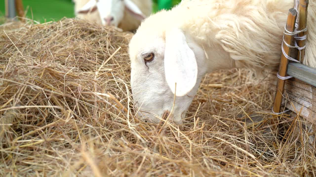 一只小白羊正在吃干草。视频下载