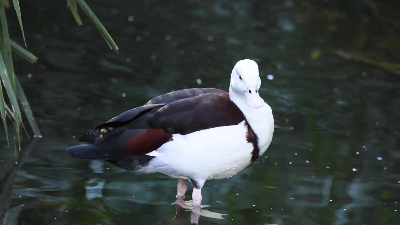 Radjah Shelduck在墨尔本动物园视频素材