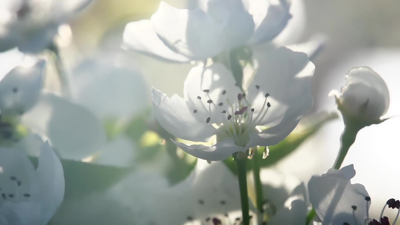 开花视频素材