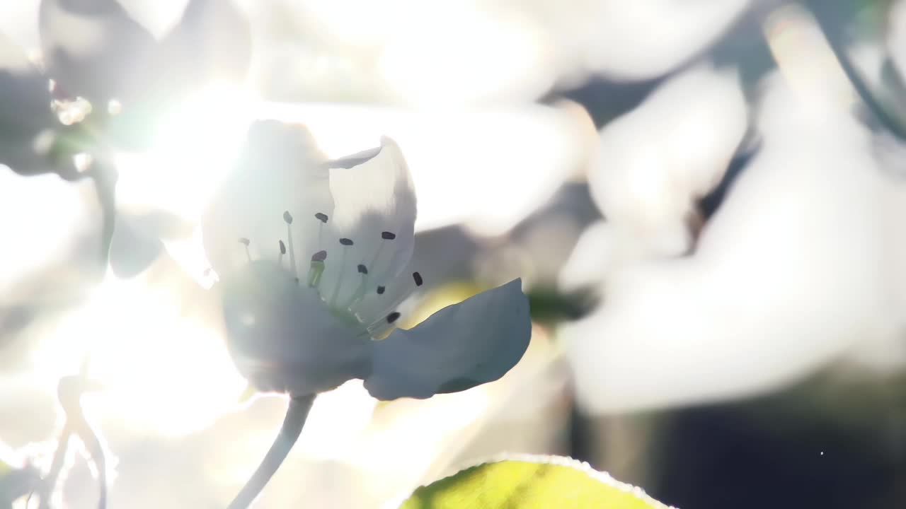 太阳能花视频素材