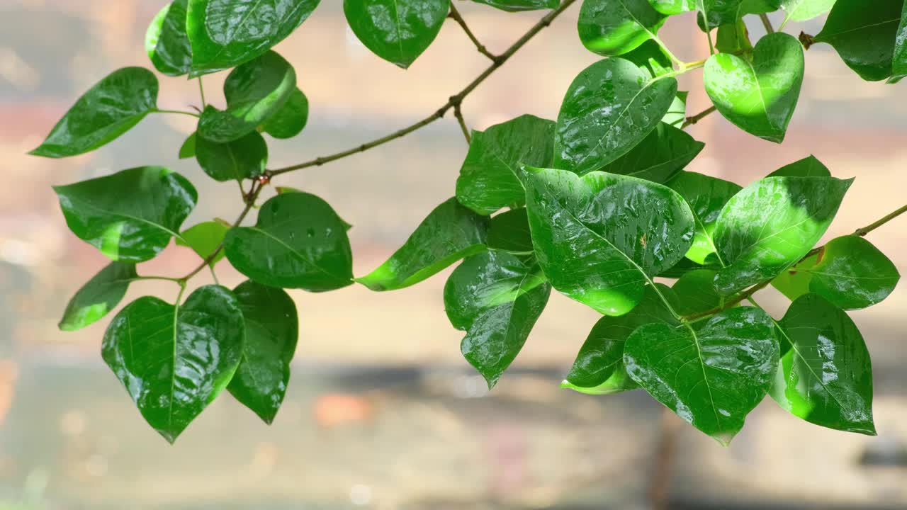 春日雨中的丁香枝视频下载