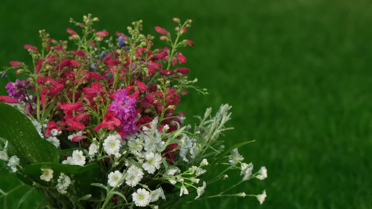 雨下的野花视频下载