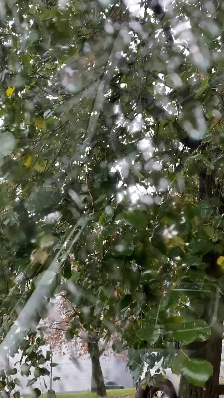 雨点，外面的雨，树上的叶子视频下载