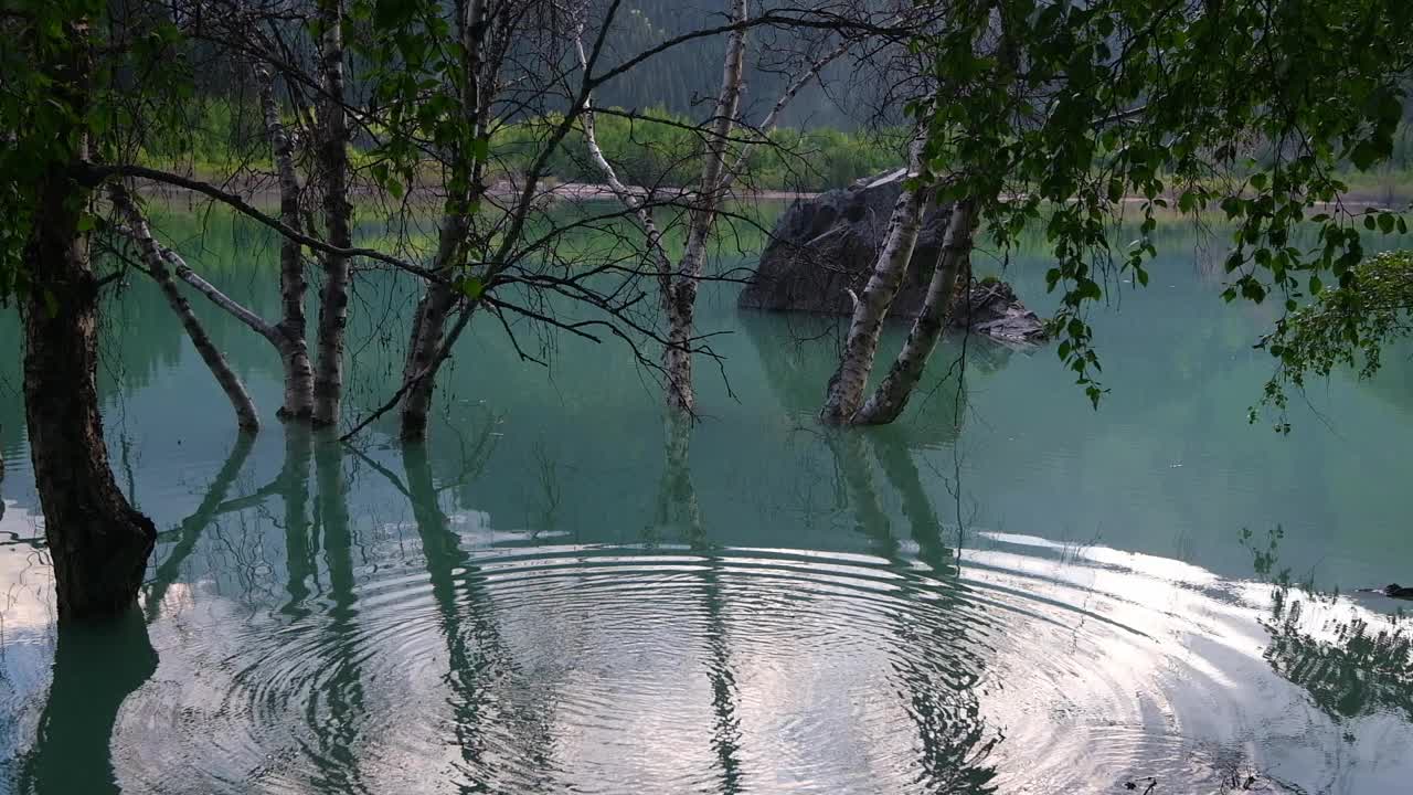 在哈萨克斯坦阿拉木图的伊塞克山湖上，被春季洪水淹没的白桦林的水面上的圆圈视频下载