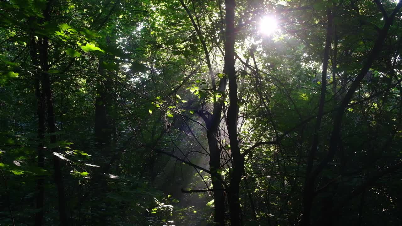 清晨的阳光透过夏日森林的枝叶视频下载