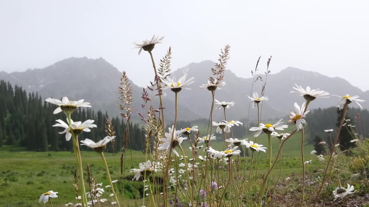 山间的甘菊田，在夏日的阳光明媚的日子里，花儿随风摇曳视频下载