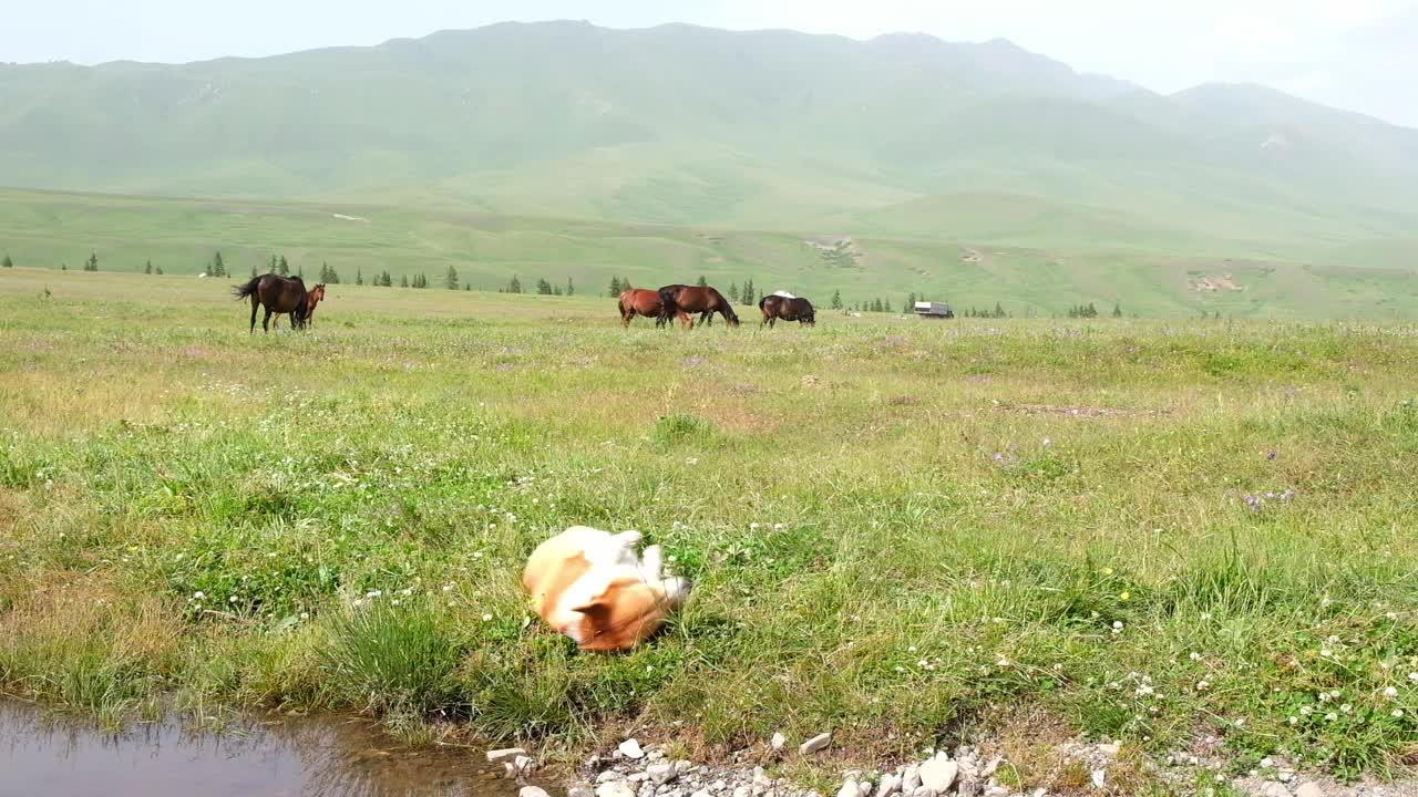 夏天，一只小牧羊犬，一只红色的柯基彭布罗克，在山间草地上闲逛，在一匹马的背景下翻滚。视频下载