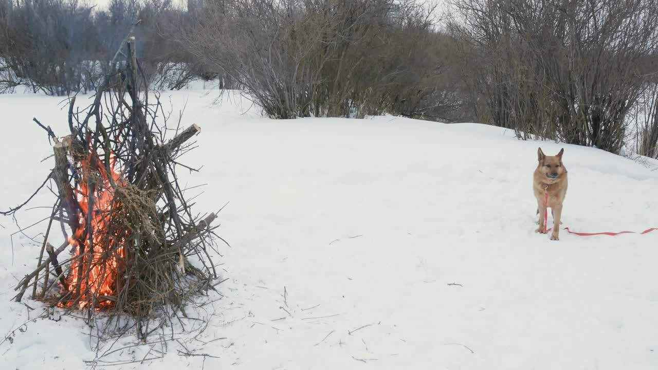 狗看着女巫在白雪覆盖的土地上表演巫术视频素材