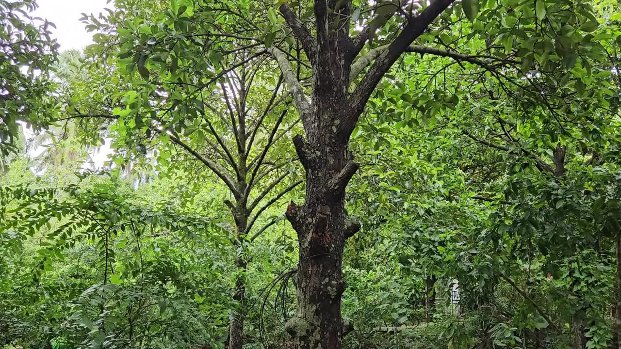 从左到右拍摄的越南湄公河三角洲花园里的山竹树。视频素材