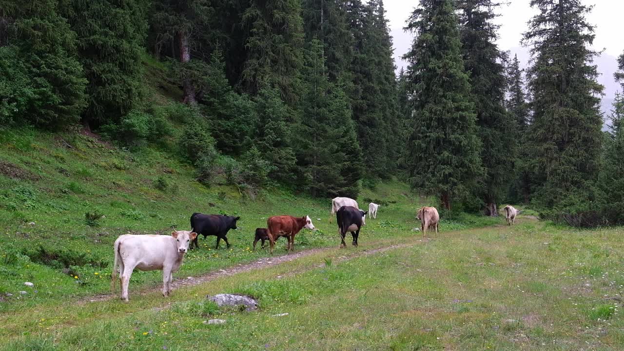 夏天，一群牛从牧场回家，穿过冷杉林中的峡谷，沿着云杉林中的道路行走视频下载