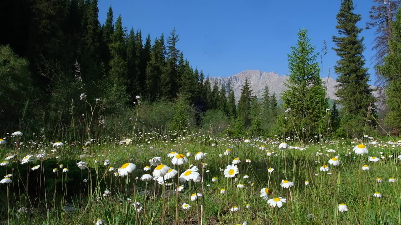 夏日山水中有甘菊田在山间，鲜花在阳光明媚的日子里随风摇曳视频下载