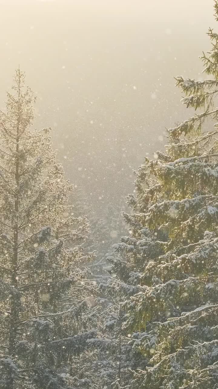 美丽的冬景，雪慢慢飘落在冷杉林中。视频素材