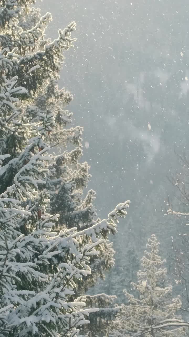 美丽的冬景，雪慢慢飘落在冷杉林中。视频素材