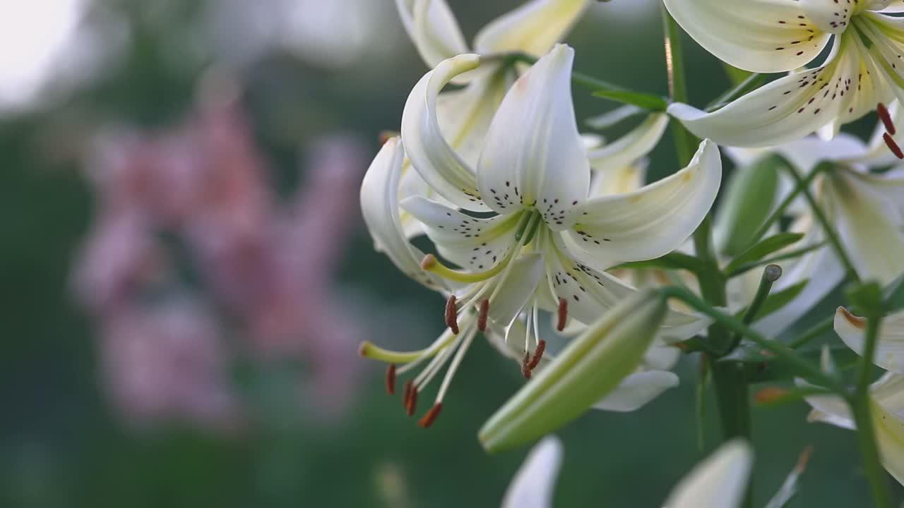 夏日花园中盛开的白百合视频素材