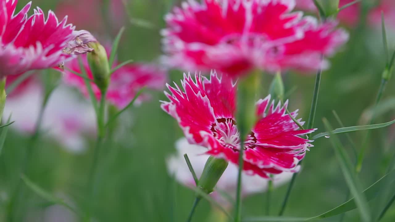 粉红色和白色的花在花园里视频素材