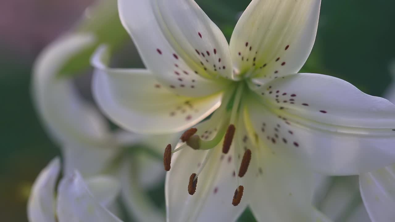 白百合花特写视频素材