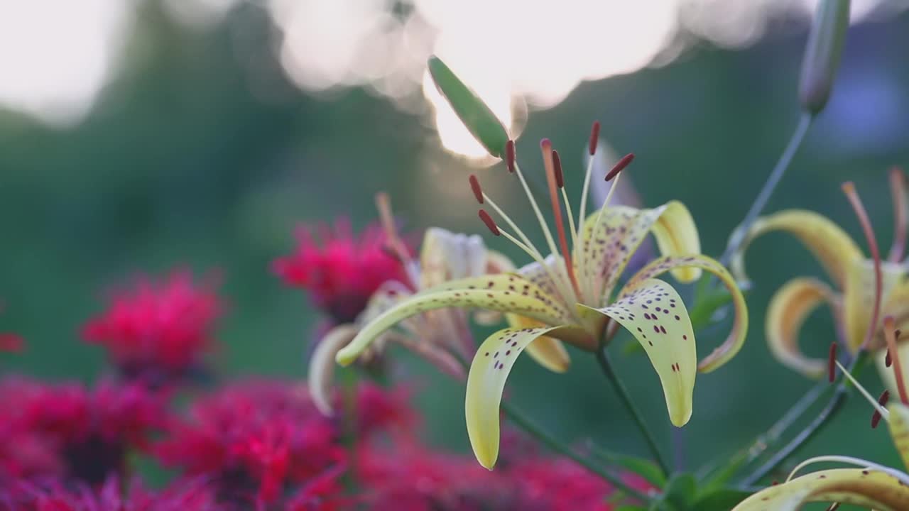 花园里盛开的黄百合视频下载