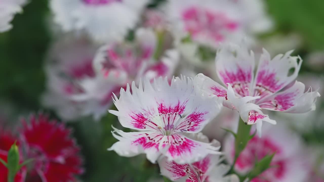 白色和粉红色的花在花园里盛开视频下载