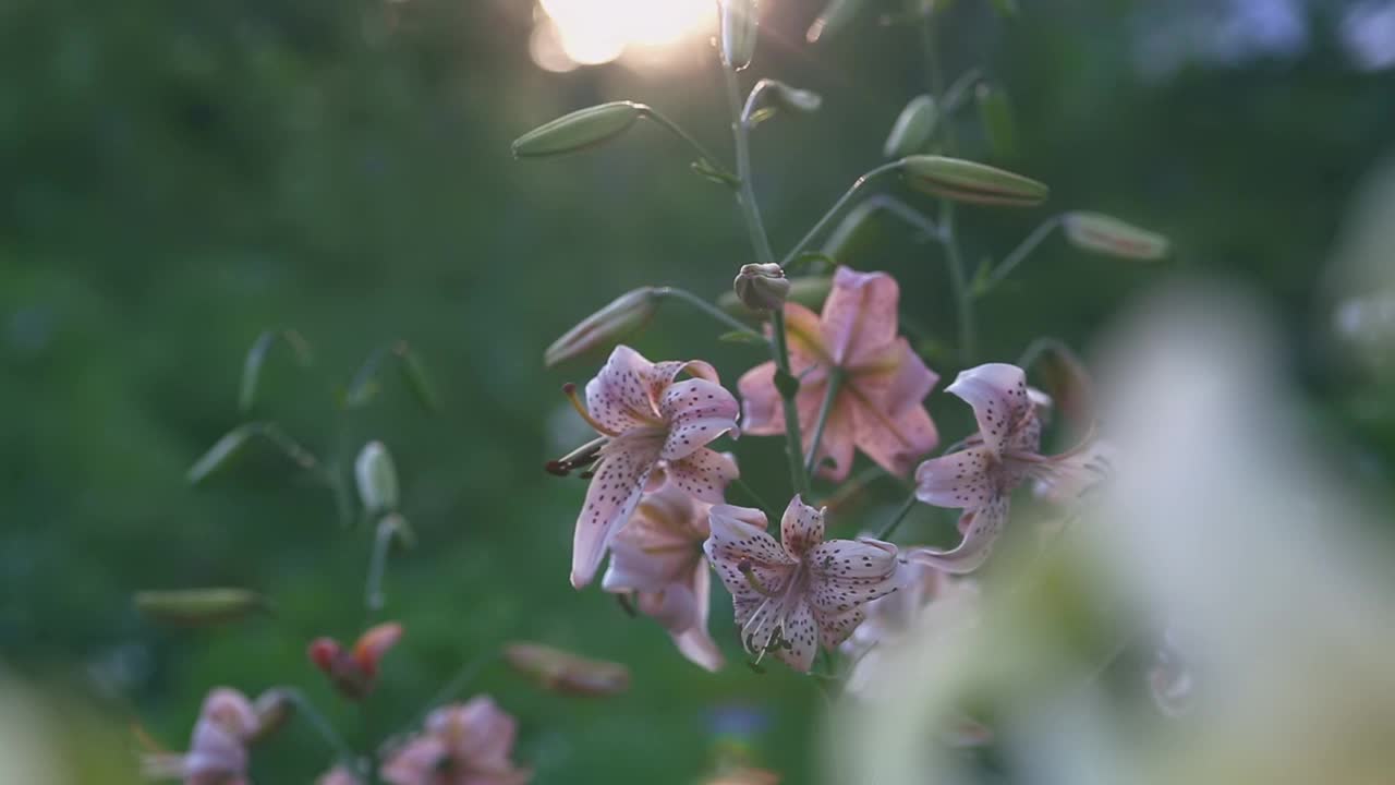 夏日阳光下盛开的百合花视频下载