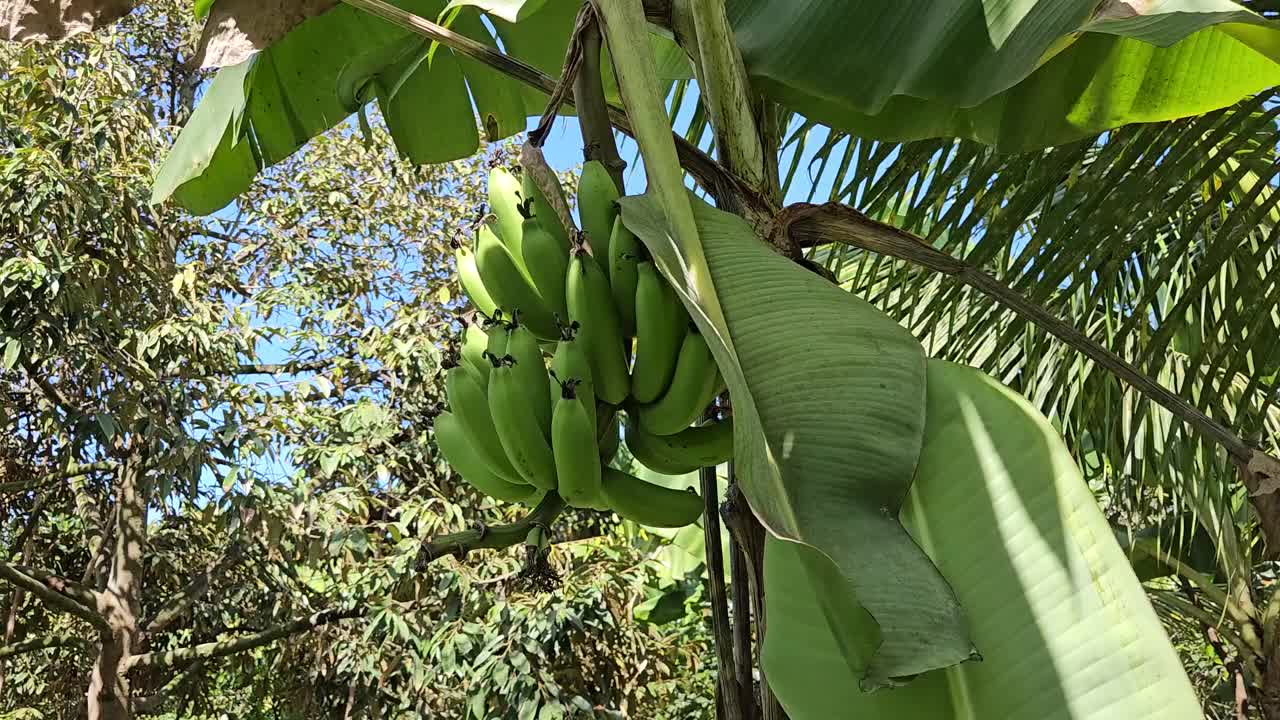 在阳光明媚的早晨，香蕉在越南湄公河三角洲的花园里。视频素材