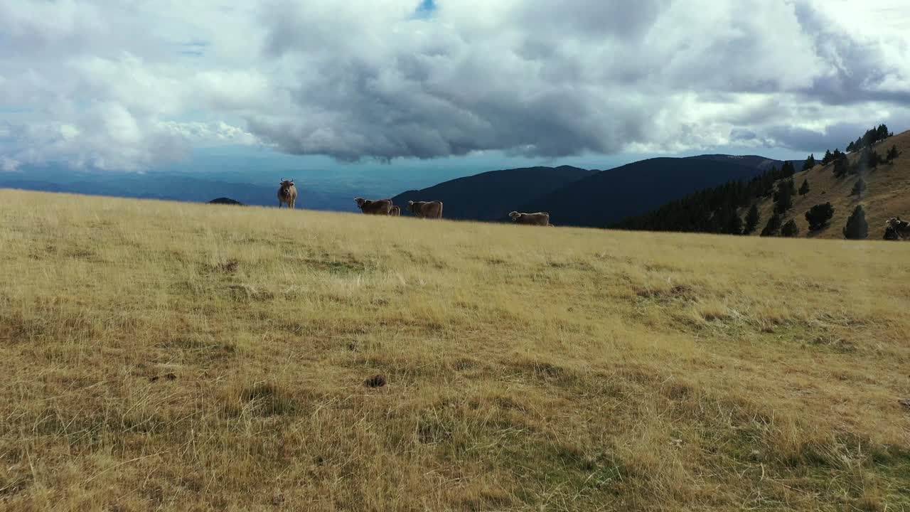 鸟瞰Rasos Peguera山区一群自由自在的牛。视频下载