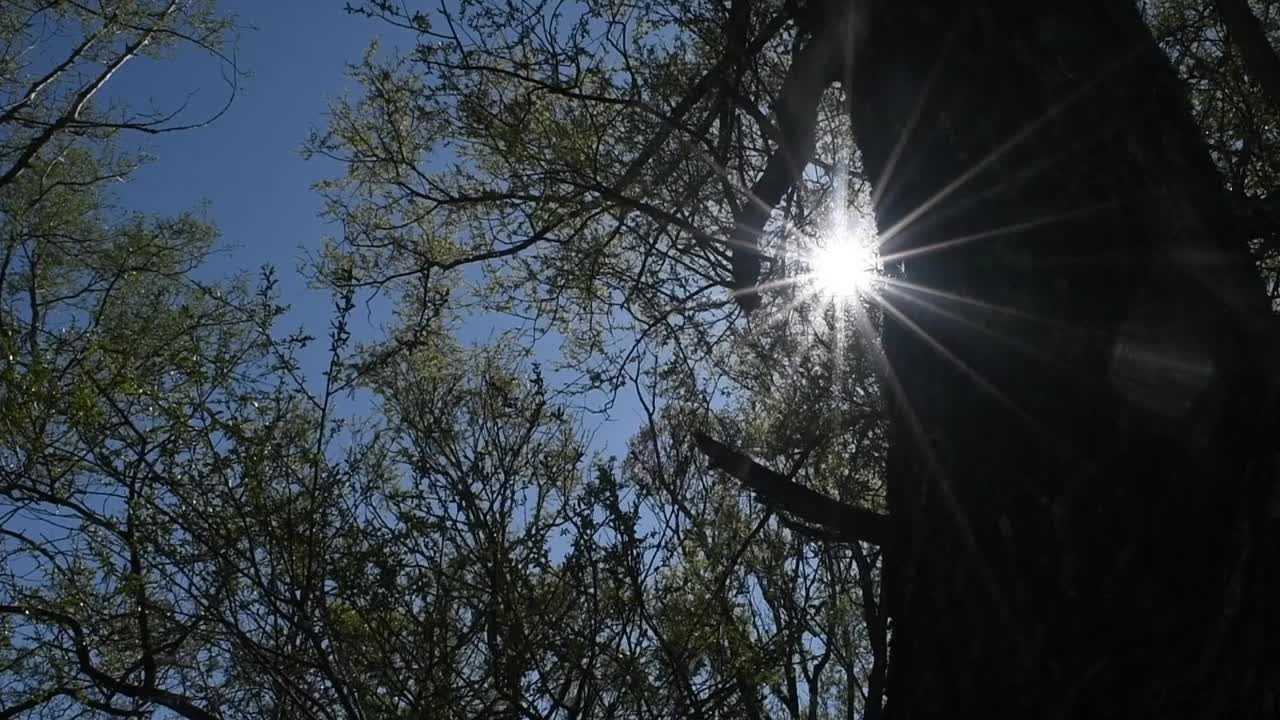 森林里的阳光视频下载