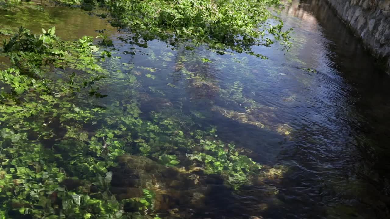 淡水泉被郁郁葱葱的绿色植被所包围视频素材