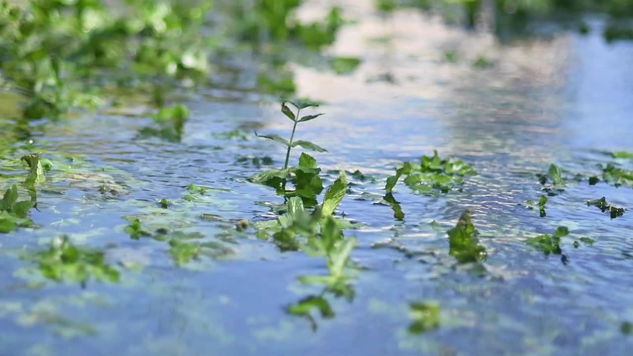 淡水泉被郁郁葱葱的绿色植被所包围视频下载