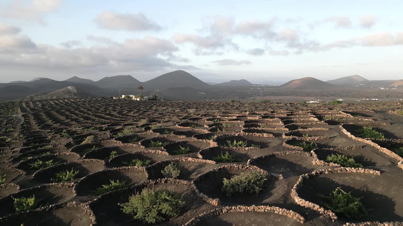 兰萨罗特酒庄，火山葡萄园，拉格里亚视频素材