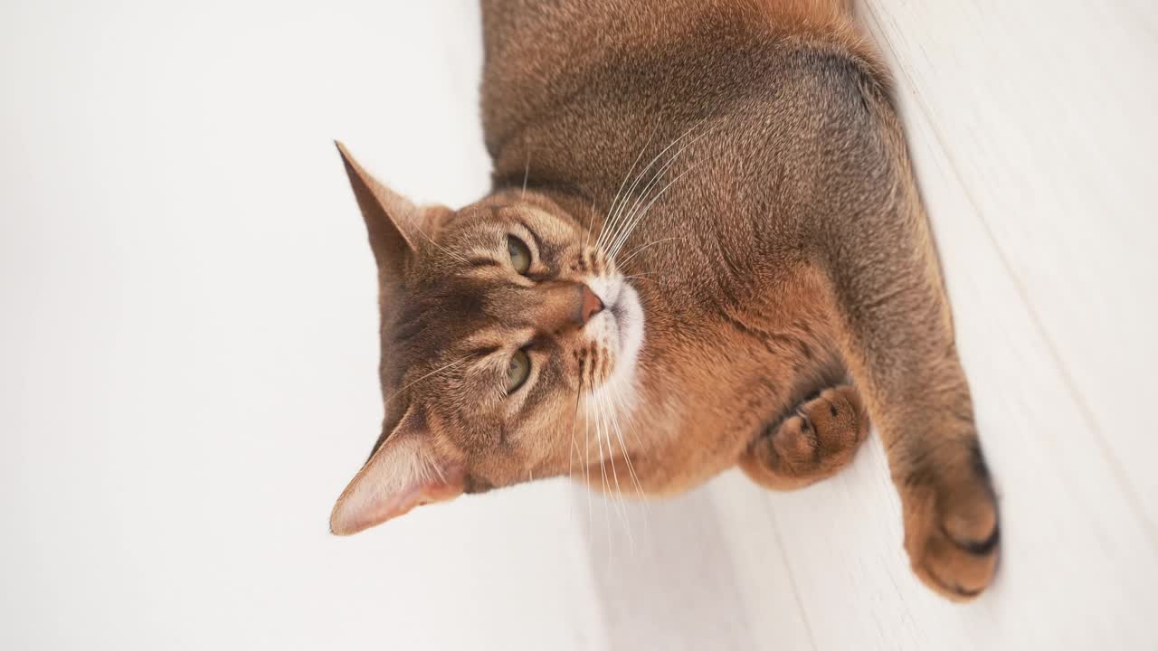 这是一只长着大眼睛的姜黄色虎斑猫的头部特写。这是一幅哺乳动物，猫科动物的肖像。视频下载