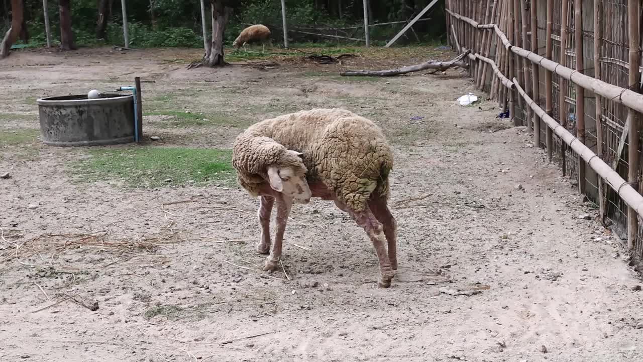 一只羊站在羊圈里。牲畜饲养场马厩里的羊。视频下载